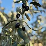 Magnolia Vilă Nea Iraklitsa