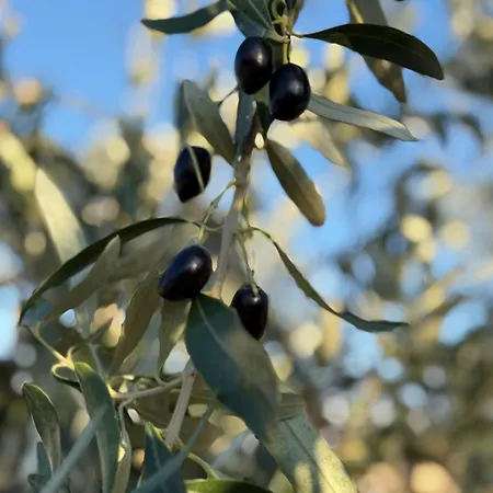 Magnolia Луксозна вила Nea Iraklitsa