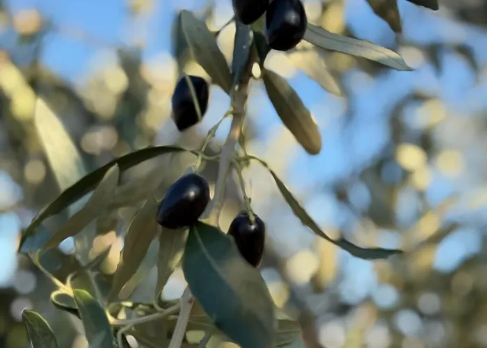 Magnolia Villa Nea Iraklitsa